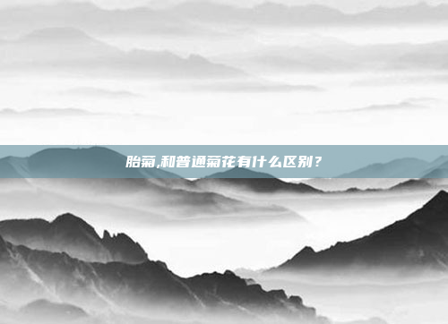 胎菊,和普通菊花有什么区别?