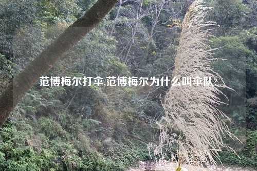 范博梅尔打伞,范博梅尔为什么叫伞队?