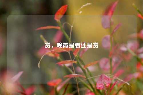 赏,晚霞是看还是赏