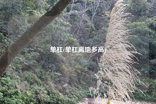 单杠(单杠离地多高)