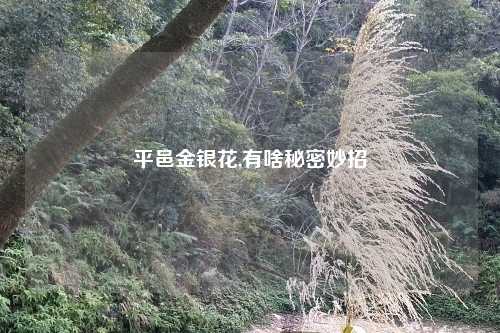 平邑金银花,有啥秘密妙招