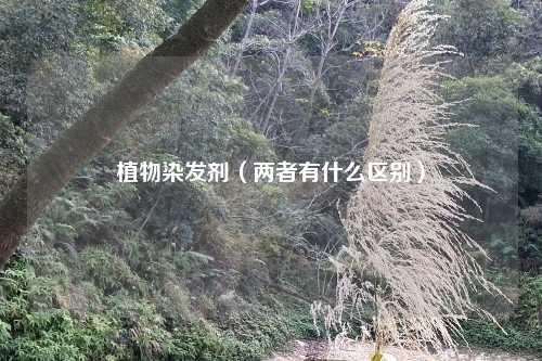 植物染发剂（两者有什么区别）