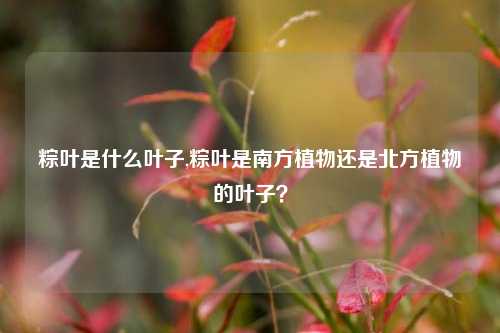 粽叶是什么叶子,粽叶是南方植物还是北方植物的叶子?